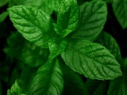 Fresh and abundant mint is important.  It grows like weeds, so get off your duff and plant some.
