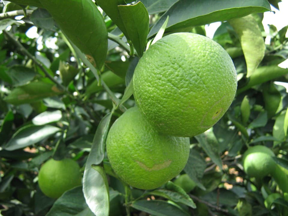 Limes