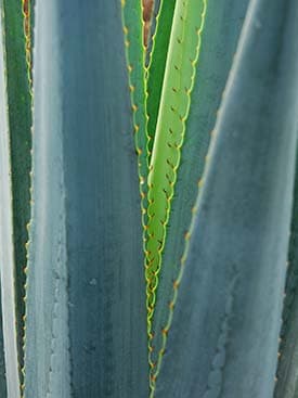 Agave plant up close