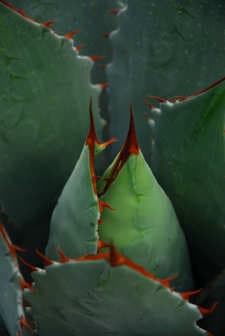 Agave up close